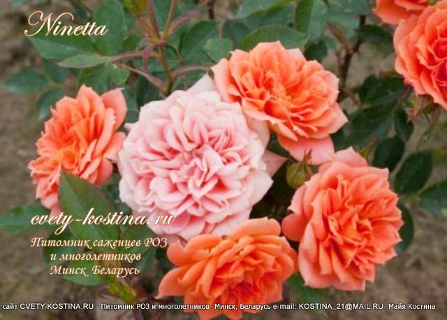 роза Патио сорт Ninetta-Honeybun- описание