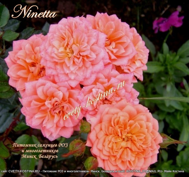 роза флорибунда-патио сорт Ninetta-Honeybun- цветы, фото