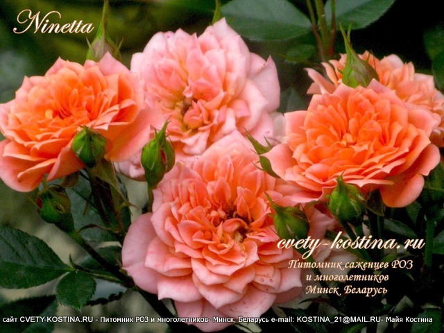 оранжевая роза патио сорт Ninetta-Honeybun- цветы