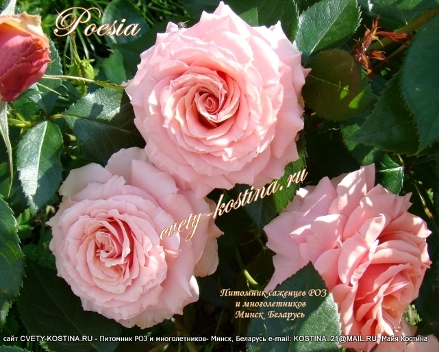 роза флорибунда -Grandiflora сорт Poesie