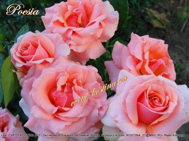роза флорибунда-Grandiflora Poesie-Tournament of roses, Berkeley, JACient 