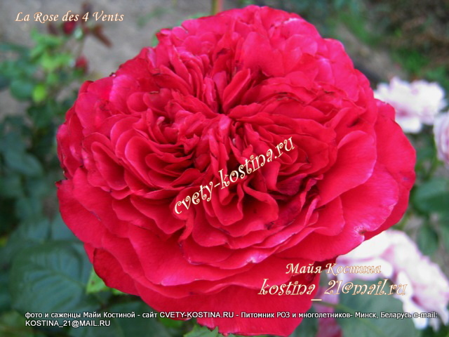  роза флорибунда сорт Rose des 4 Vents