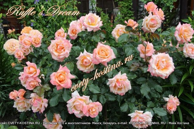 роза флорибунда сорт Ruffles Dream - Dream Ruffles- цветущий куст