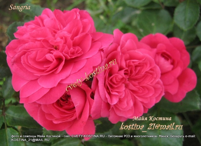 роза Meilland сорт Sangria группы Флорибунда- соцветие, куст в саду