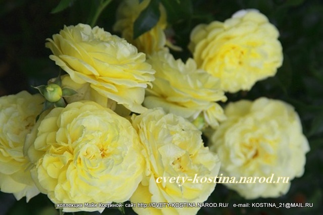 желто- лимонная роза флорибунда сорт Solero