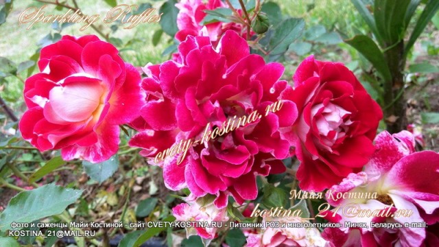 роза флорибунда Sparkling Ruffles серия кружевные розы