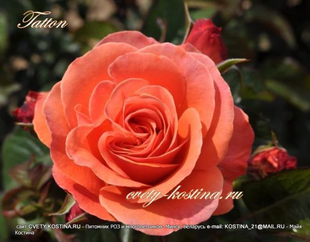 оранжевая роза флорибунда сорт Tatton- FRYentice, Francois Mauriac