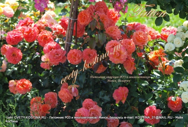 оранжевая роза флорибунда сорт Tatton- цветущий куст в саду
