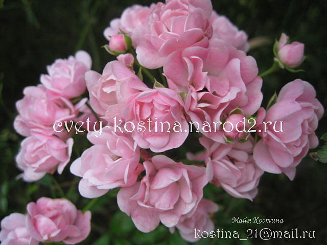 полиантовая почвопокровная розовая роза The Fairy, цветы, фото