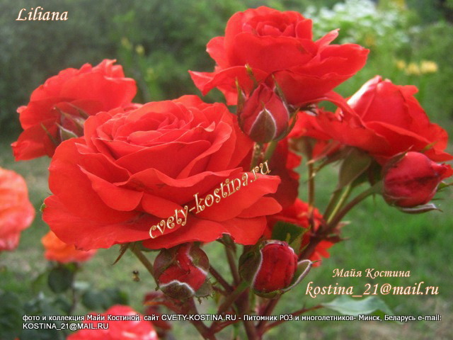 плетистая алая роза сорта Liliana- Delbard в цвету, фото