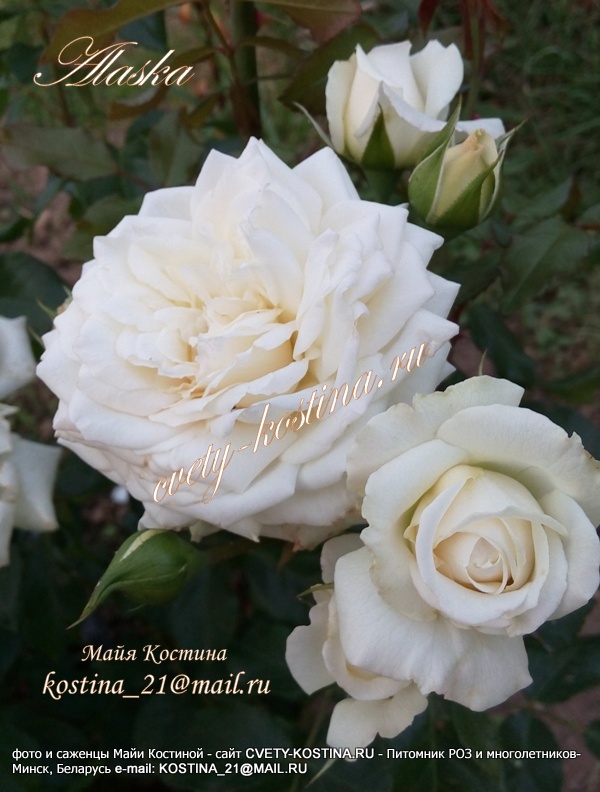 Белая плетистая роза Кордеса сорт Alaska - Аляска, цветы