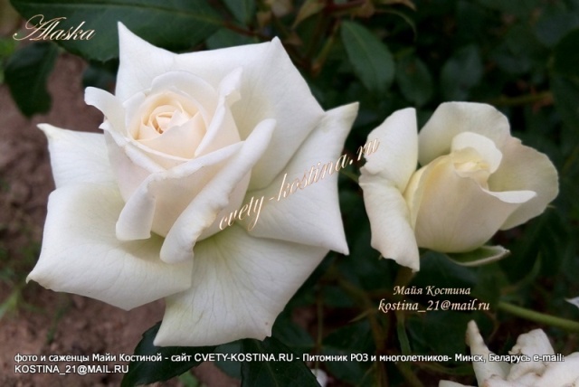 Белая плетистая роза сорт Alaska - Future- Large-Flowered Climber