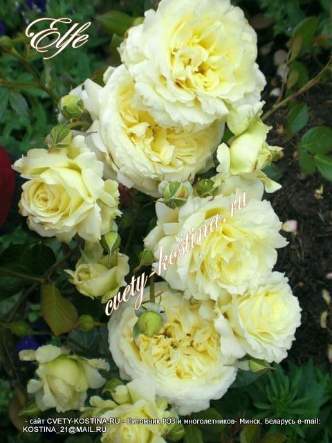  Плетистая бело- зеленая роза сорт Elfe - цветы, бутоны