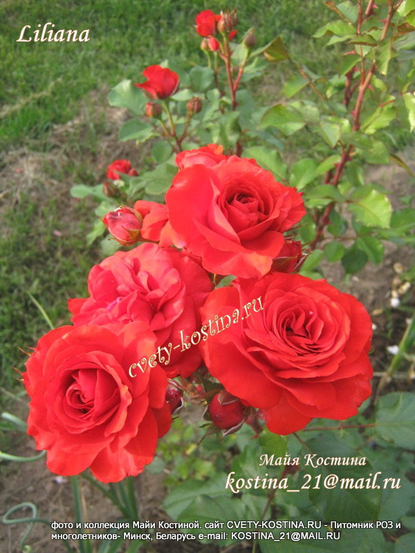 плетистая оранжевая красная роза сорт Liliana, цветы, фото