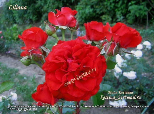 ярко красная плетистая роза сорта Liliana, бутоны, цветок, соцветия, фото