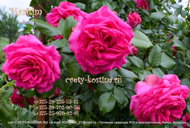 ярко- розовая плетистая роза Маритим- Maritim Tantau