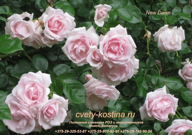 Плетистая белая -розовая роза сорт New Dawn- цветы