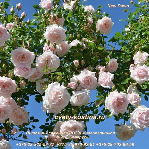 Плетистая белая розовая роза New Dawn цветущий куст в саду