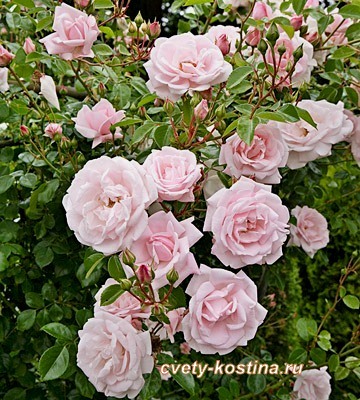 Плетистая белая розовая роза сорт New Dawn- цветы, бутоны