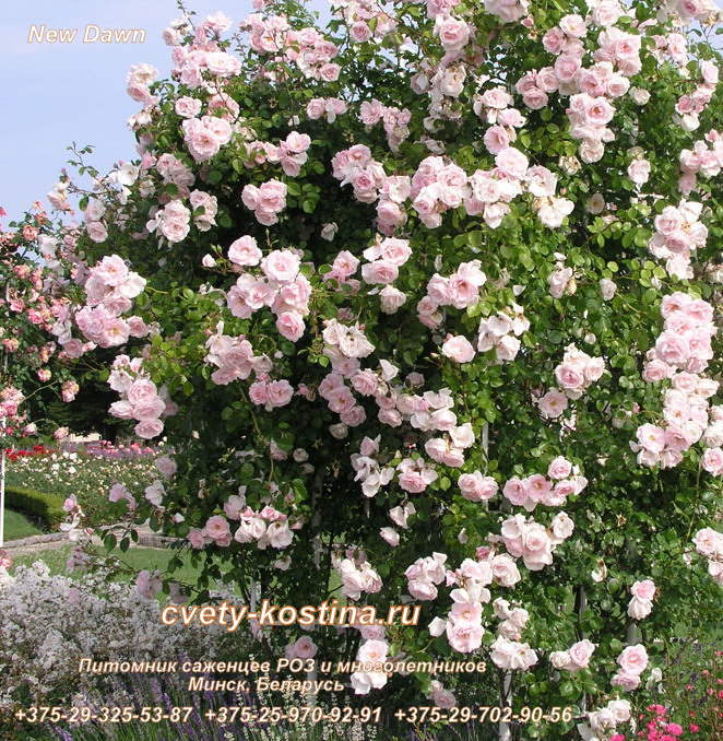 Плетистая белая розовая роза New Dawn цветущий куст на арке 