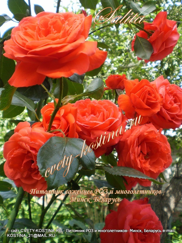 Плетистая оранжевая роза сорт Salita- цветущая на опоре в саду