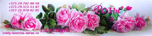 розы флорибунда, английские, плетистые, шрабы, чайно-гибридные, саженцы, сорта, фото, купить Минск- Беларусь