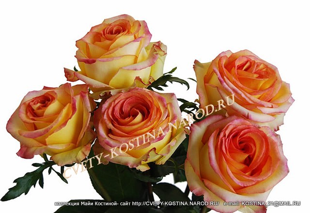 двухцветная чайно-гибридная роза сорт Ambiance- цветы, фото, описание