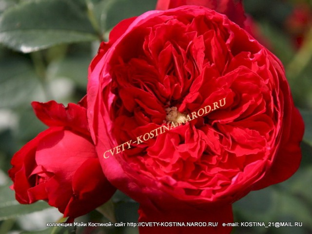 красная плетистая роза сорт Florentina- цветок