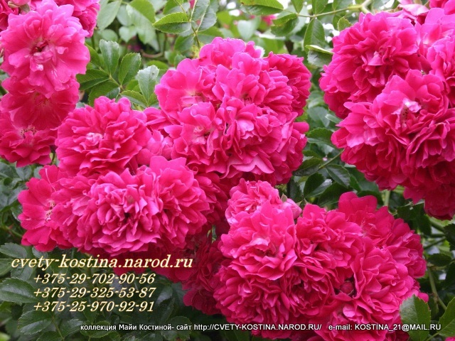 розово- малиновая плетистая роза Excelsa - Rambler - вьющаяся , цветы