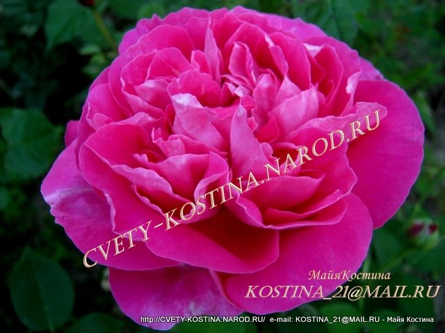 старинная пионовидная роза сорт Paul Neyron, цветок, фото