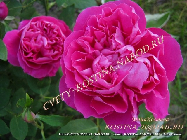 розовая роза Paul Neyron, ностальгической формы, шраб