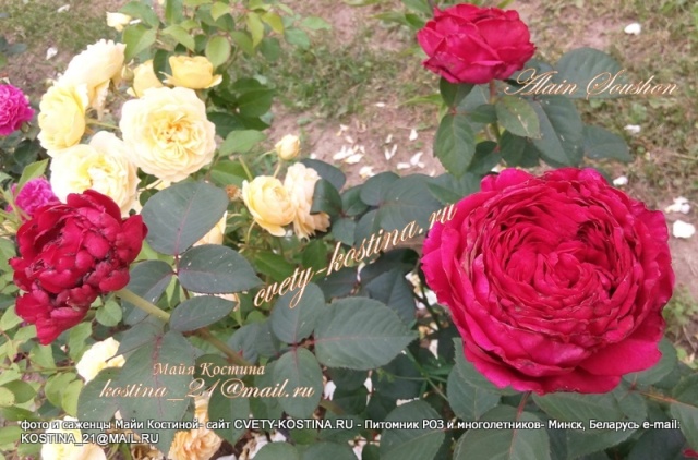 Чайно-гибридная роза Alain Souchon- Rouge Royale- цветущий куст в саду