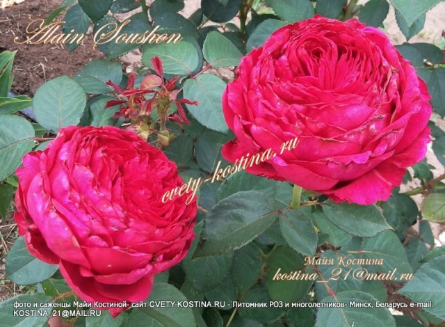 роза сорт Alain Souchon- Rouge Royale, MEIkarouz, Caruso, Valentina Casucci 