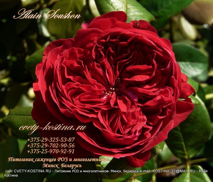 старинная роза Alain Souchon- Rouge Royale, MEIkarouz, Caruso, Valentina Casucci 