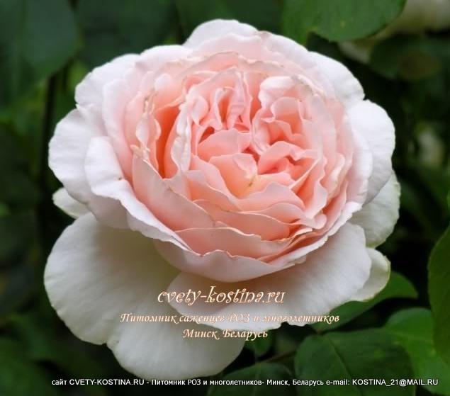 роза чайно-гибридная сорт Andre Le Notre- розовый цветок, фото