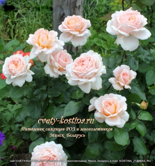 роза Meilland сорт Andre Le Notre- цветущий куст в саду