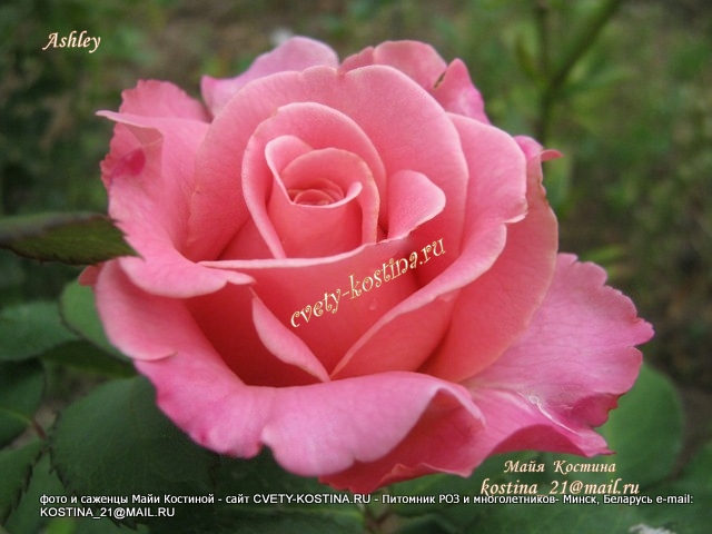 Чайно- гибридная роза Tantau сорт Ashley- цветок, фото 