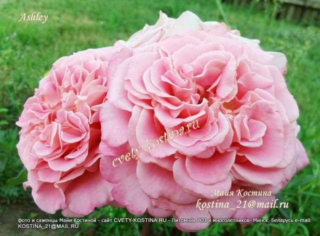 Чайно- гибридная розовая роза Tantau сорт Ashley- цветы, фото 