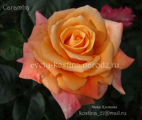  Чайно-гибридная абрикосовая роза Tantau сорт Caramba- цветок, фото 