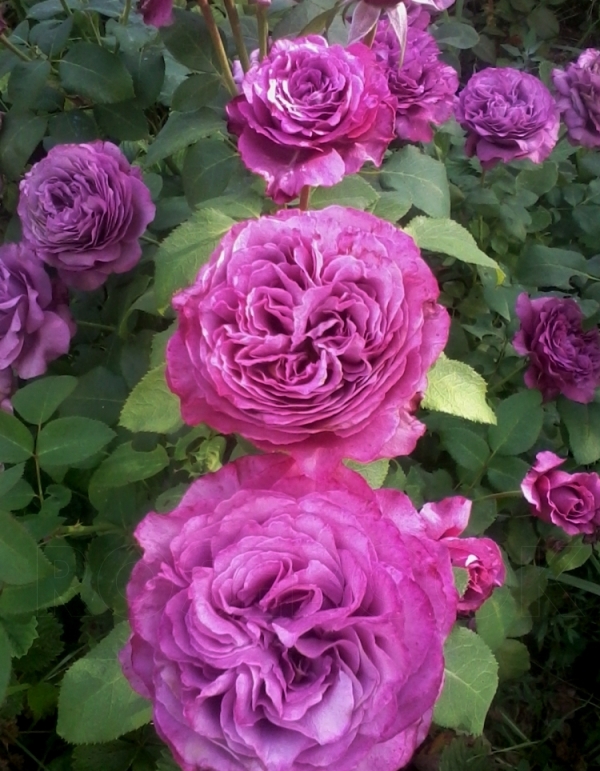 Чайно-гибридная лавандовая роза Meilland сорт Claude Brasseur- MEIbriacus 
