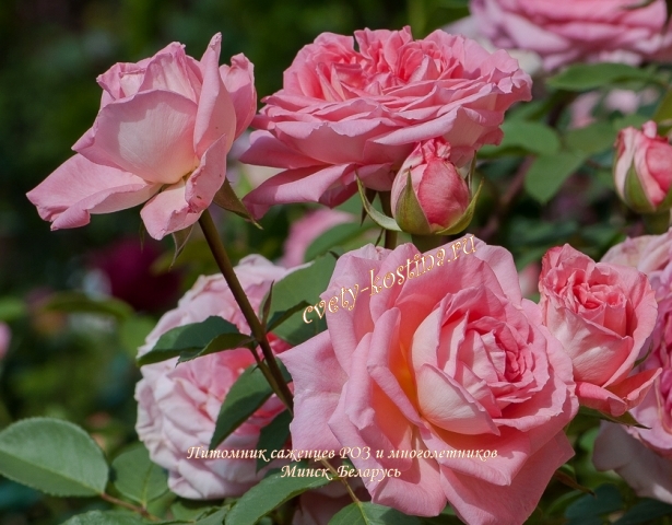 розово-абрикосовая чайно-гибридная роза сорт Comtesse de Provence- Liv Tyler 