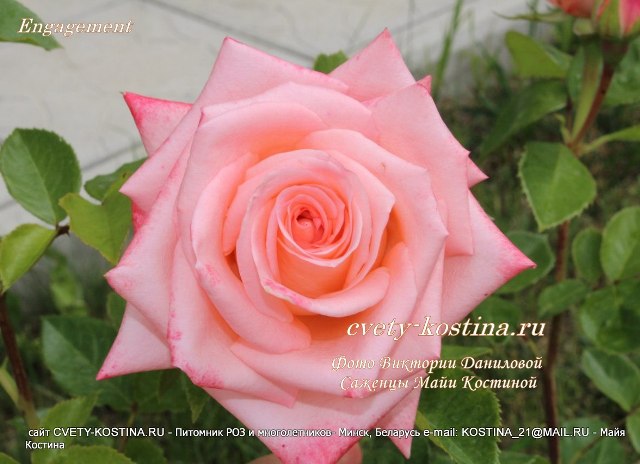 розовая роза сорт Engagement_Grandiflora