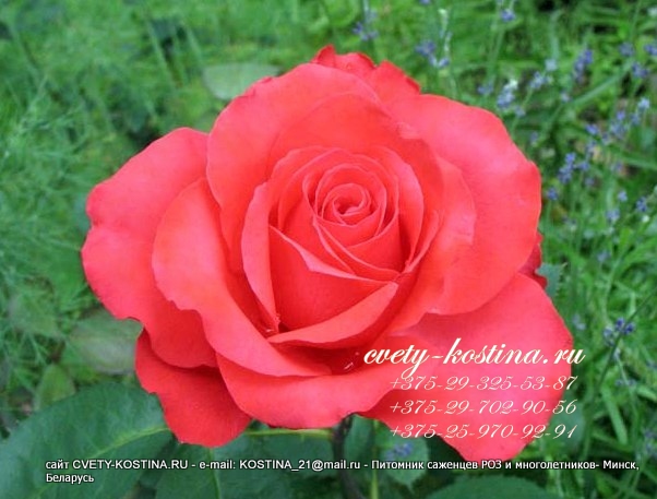 роза Хольштайнперл- rose Holsteinperle