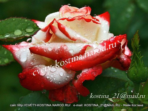 роза Imperatrice Farah-DELivour, Empress Farah, Strawberry Parfait- фото, описание