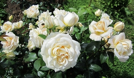 роза флорибунда сорт Lions Rose- Lion's Fairy Tale, цветы, фото