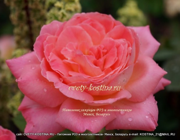 Чайно-гибридная роза сорт Comtesse de Provence- Liv Tyler - MEIbacus- группа Романтика