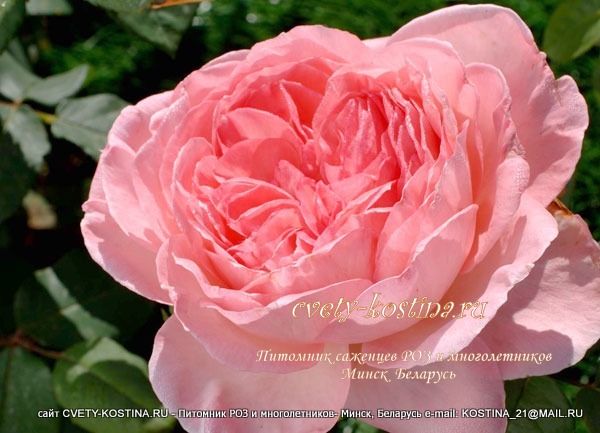 роза Comtesse de Provence- Liv Tyler- цветок, фото , описание 