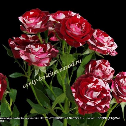 роза спрей сорт Flash Night- красные цветы с белыми полосами