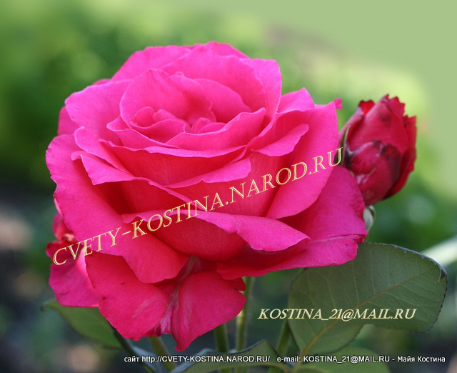 Чайно-гибридная роза сорт Vien Rose- Giraldo 