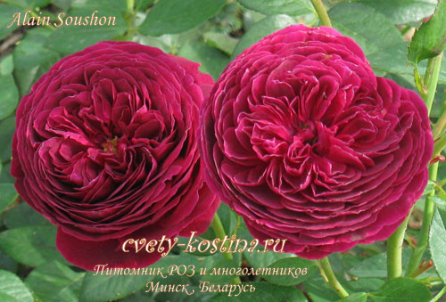 Тёмно-красная роза Meilland сорт Alain Souchon- Rouge Royale 